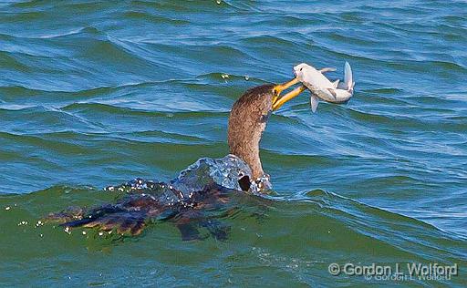 Cormorant With Catch_53715v2.jpg - Photographed at Port Aransas, Texas, USA.